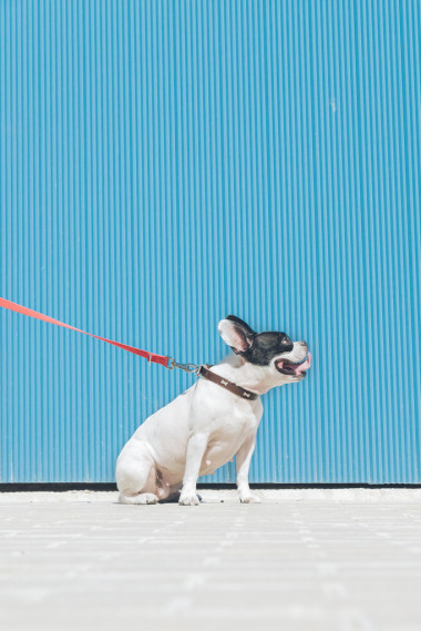 法國(guó)斗牛犬狗是坐和看球玩具的其 ow