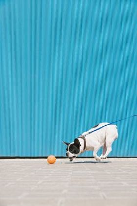 法国斗牛犬狗正在运行并且玩球