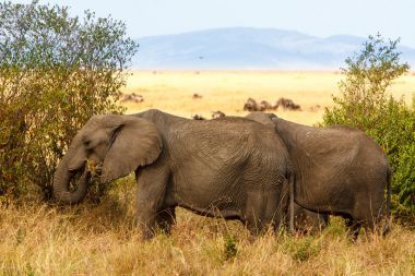 成年非洲叢林象在非洲大草原上吃草