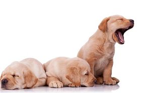 小小的小拉布拉多猎犬