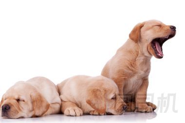 小小的小拉布拉多獵犬