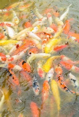 游泳在水中，多彩的錦鯉魚錦鯉