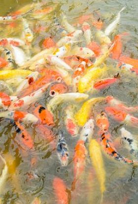 游泳在水中，多彩的锦鲤鱼锦鲤