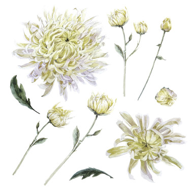 集復(fù)古水彩菊花葉枝花圖片