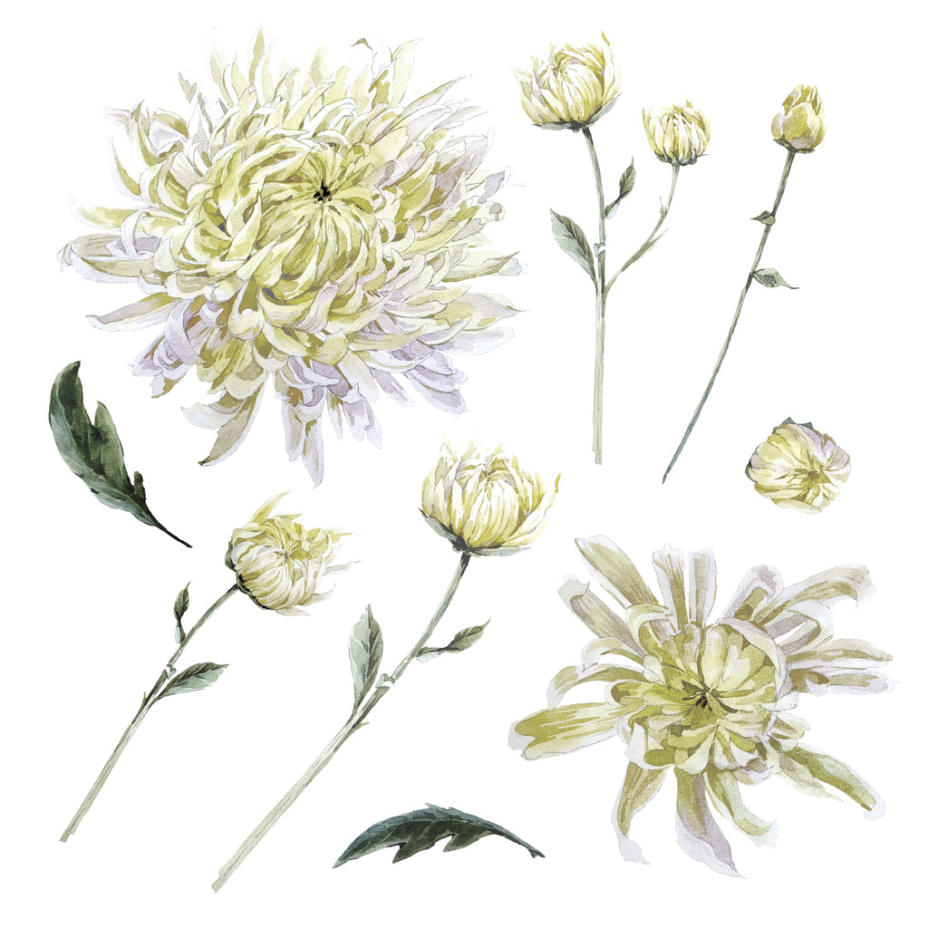 集复古水彩菊花叶枝花图片 集复古水彩菊花叶枝花图片