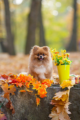 蓬松红博美犬在秋天的公园
