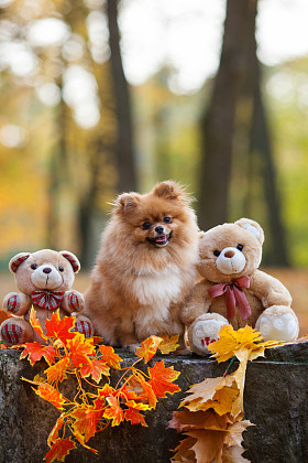 蓬松红博美犬在秋天的公园图片
