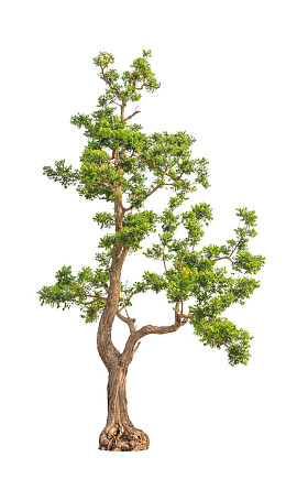 印楝属植物(印楝属)东北的热带树种
