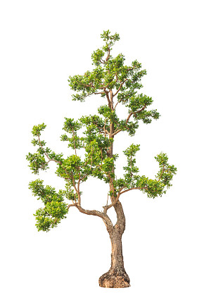 印楝属植物(印楝属)东北的热带树种