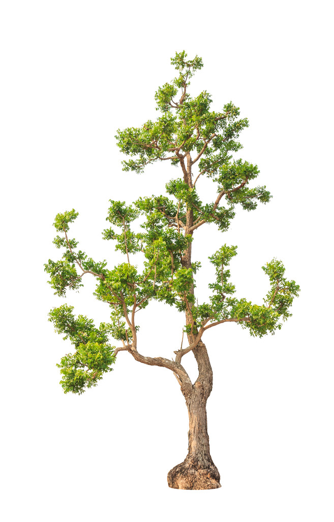 印楝属植物(印楝属)东北的热带树种