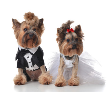 約克夏梗犬打扮得像掃帚和新娘的婚