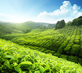 茶园金马伦高原，马来西亚图片