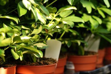 shefflera 植物在花园中心