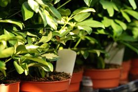 shefflera 植物在花园中心