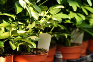 shefflera 植物在花园中心