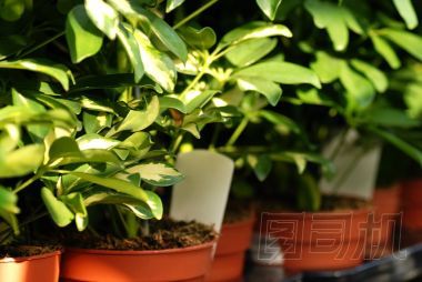 shefflera 植物在花園中心