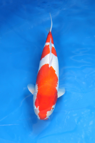 分庭花式鯉魚圖片