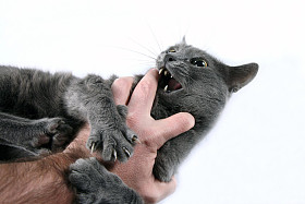 侵略性只灰色的猫咬手图片