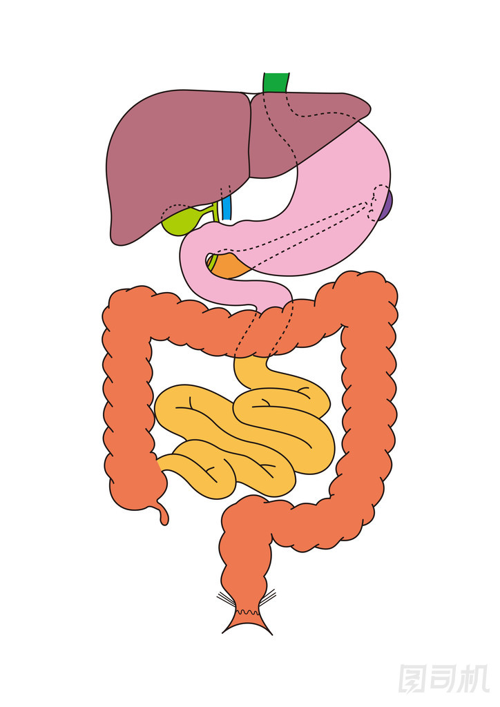 人體內(nèi)部器官照片