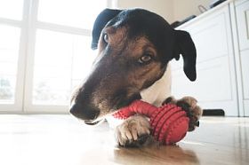 活泼、 可爱的小猎犬狗照片
