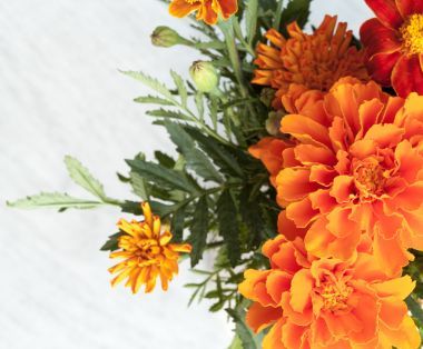 萬壽菊花卉特寫