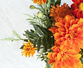 万寿菊花卉特写