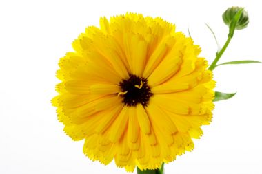 金盏花，开花，白色背景图片