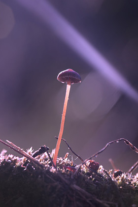 小魔术毒菌特写照片