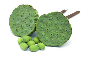 莲莲花萼和种子 (莲花)图片