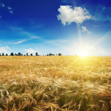 美麗的日出，在一片麥田