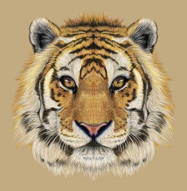 一只老虎的肖像.图片