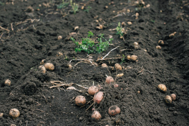 馬鈴薯塊莖植物圖片
