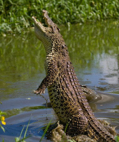 古巴鳄鱼 (鳄 rhombifer)