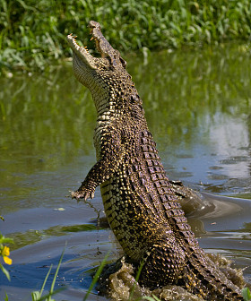 古巴鳄鱼 (鳄 rhombifer)