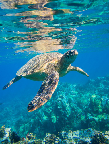 綠海龜在海中游泳