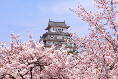日本城堡和美麗的粉紅色的櫻桃花