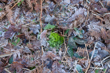 苔蘚、 葉子和霜