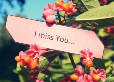 本文注意到布什的疣紅果想念你