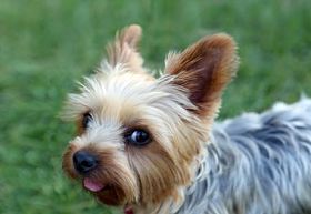 约克夏犬