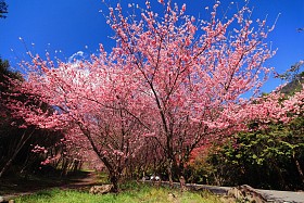 粉色樱花