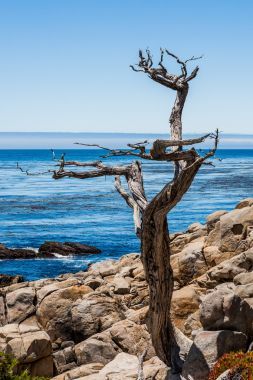 佩斯卡德罗点在 17 英里驱动器在加利福尼亚州大瑟尔