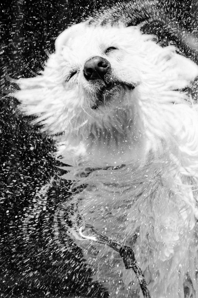 马里牧羊犬摇清洗上它的水