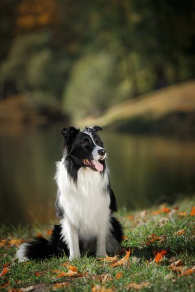 边境牧羊犬的犬种图片