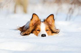 雪上边的小狗