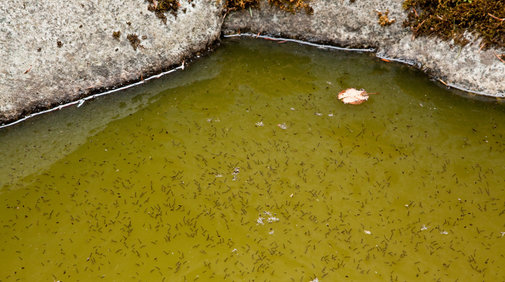 在水中的蚊子幼虫