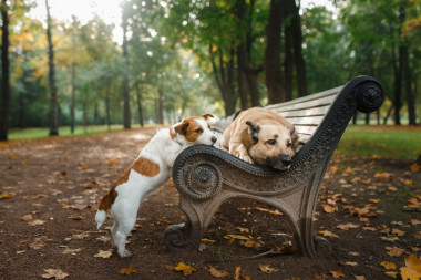 混的種狗和杰克羅素梗犬