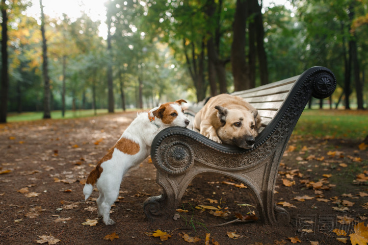 混的種狗和杰克羅素梗犬
