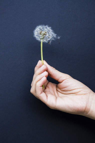 蒲公英在手圖片
