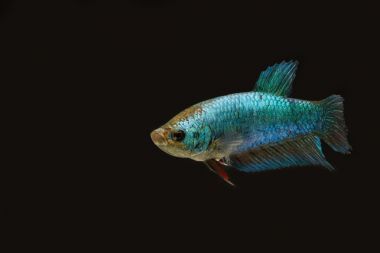 暹羅斗魚藍(lán)顏色女性在黑暗中