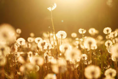蒲公英圖片